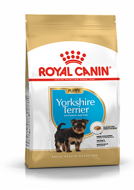 Yorkshier Terrier Puppy