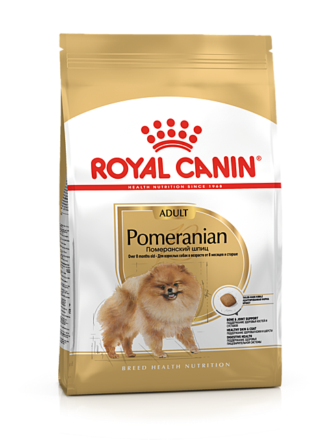 Pomeranian Adult